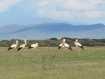 Cigüeña blanca (Ciconia ciconia) adultos 