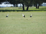 Cigüeña blanca (Ciconia ciconia) adultos 