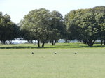 Cigüeña blanca (Ciconia ciconia) adultos 