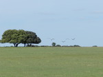 Cigüeña blanca (Ciconia ciconia) adultos 