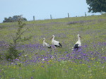 Cigüeña blanca (Ciconia ciconia) adultos 