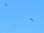 Cigüeña blanca (Ciconia ciconia) adultos 