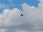 Cigüeña blanca (Ciconia ciconia) adultos 
