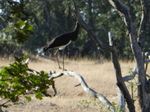 Cigüeña negra (Ciconia nigra) ejemplar joven