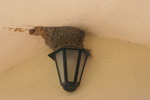 Nido de Avión común (Delichon urbicum)