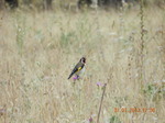 Jilguero (Carduelis carduelis)