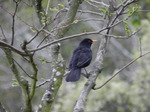 MIRLO COMÚN (Turdus merula)
