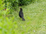 MIRLO COMÚN (Turdus merula)