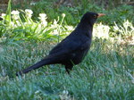 MIRLO COMÚN (Turdus merula)