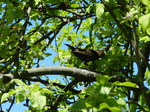 HEMBRA MIRLO COMÚN (Turdus merula)