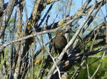 POLLO MIRLO COMÚN (Turdus merula)