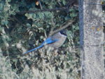 Rabilargo (Cyanopica cyana)