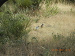 Rabilargo (Cyanopica cyana)