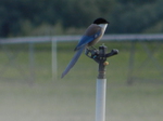 Rabilargo (Cyanopica cyana)