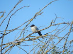 Rabilargo (Cyanopica cyana)
