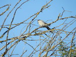 Rabilargo (Cyanopica cyana)