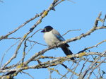Rabilargo (Cyanopica cyana)