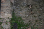 Golondrina común (Hirundo rustica)