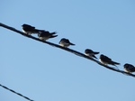 Golondrina común (Hirundo rustica) adultos en posadero