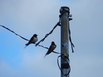 Golondrina común (Hirundo rustica) adultos en posadero