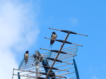 Golondrina común (Hirundo rustica) adultos en posadero