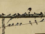 Golondrina común (Hirundo rustica) adultos en posadero