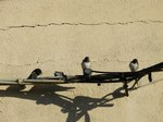 Golondrina común (Hirundo rustica) adultos en posadero