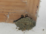 Golondrina común (Hirundo rustica) ejemplares jovenes en el nido
