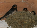 Golondrina común (Hirundo rustica) ejemplares jovenes en el nido