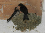 Golondrina común (Hirundo rustica) ejemplares jovenes en el nido