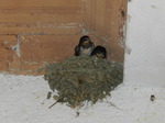 Golondrina común (Hirundo rustica) ejemplares jovenes en el nido