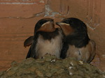 Golondrina común (Hirundo rustica) ejemplares jovenes en el nido
