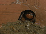 Golondrina común (Hirundo rustica) ejemplares jovenes en el nido