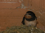 Golondrina común (Hirundo rustica) ejemplares jovenes en el nido