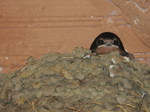 Golondrina común (Hirundo rustica) ejemplares jovenes en el nido