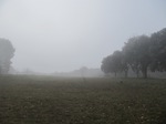 Niebla