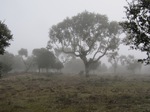 Niebla