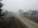 Niebla