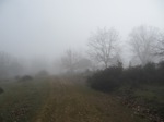 Niebla