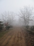 Niebla