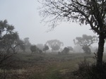 Niebla