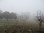 Niebla