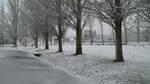 Nieve