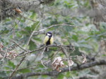 Carbonero común (Parus major)