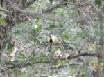 Carbonero común (Parus major)