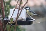Carbonero común (Parus major)