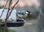Carbonero común (Parus major)