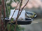 Carbonero común (Parus major)