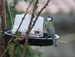 Carbonero común (Parus major)