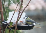 Carbonero común (Parus major)